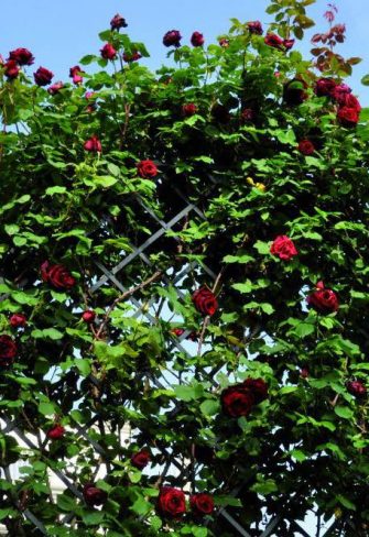 Villandry Rose Metal Arbour - Image 10