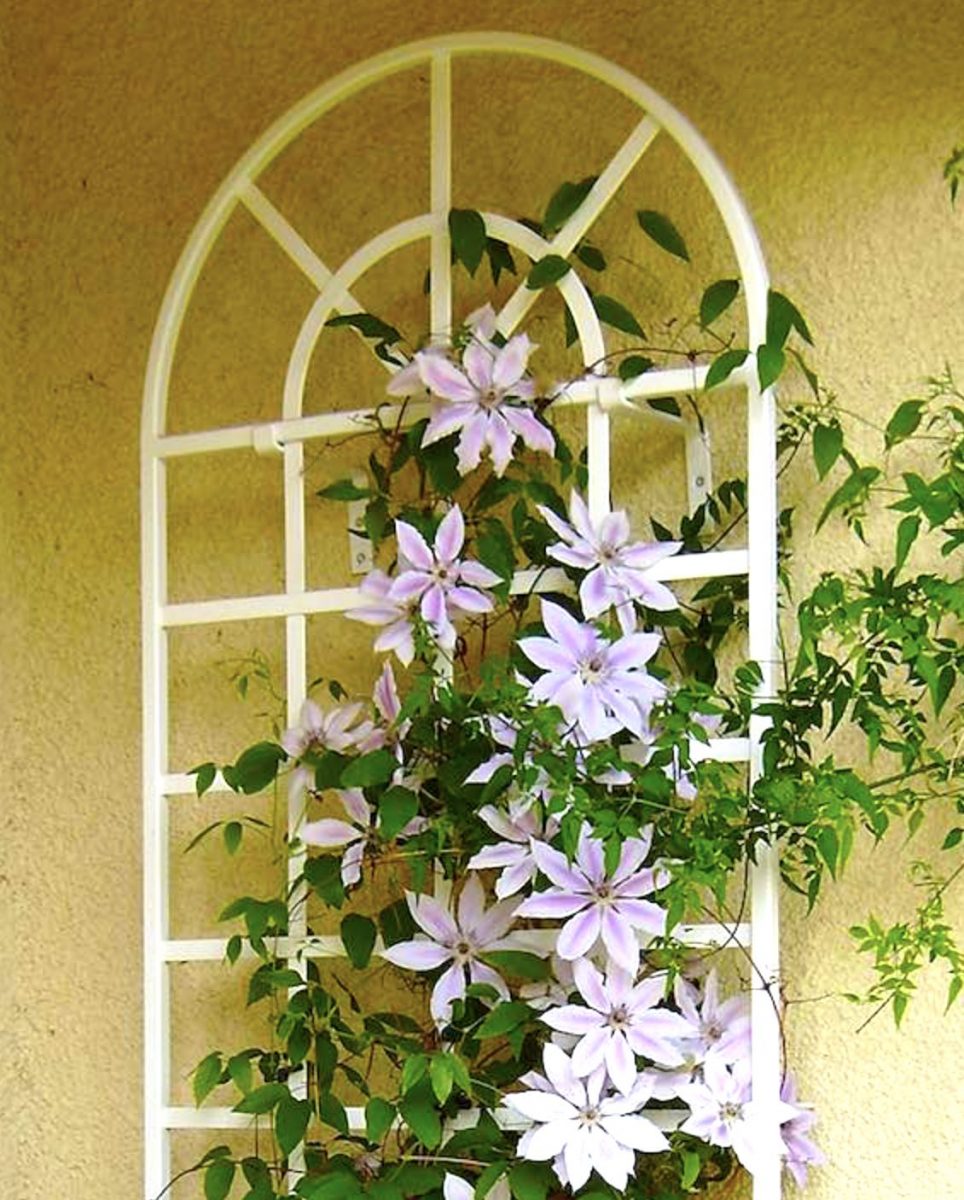 Round Top Wall Trellis Made From Galvanised Powder Coated Steel