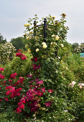 Rose obelisks, plant obelisks & garden obelisks made of metal from the ...