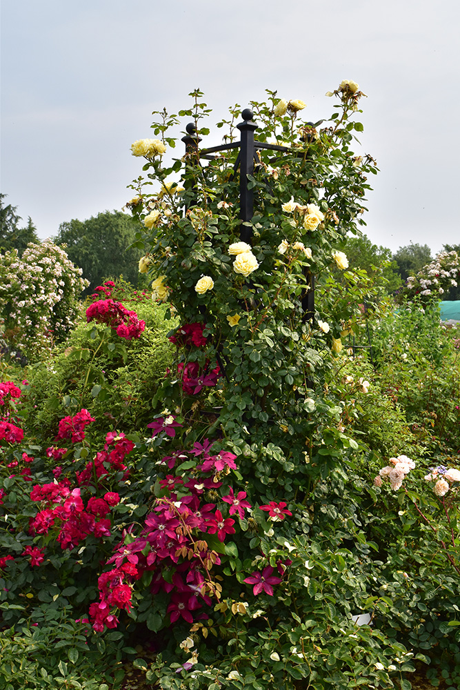Eltville Tall Garden Obelisk. Height 250 cm. Made from galvanised steel.