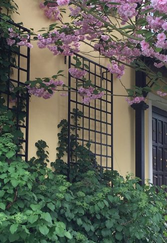 Wall mounted trellis with climbing hydrangea