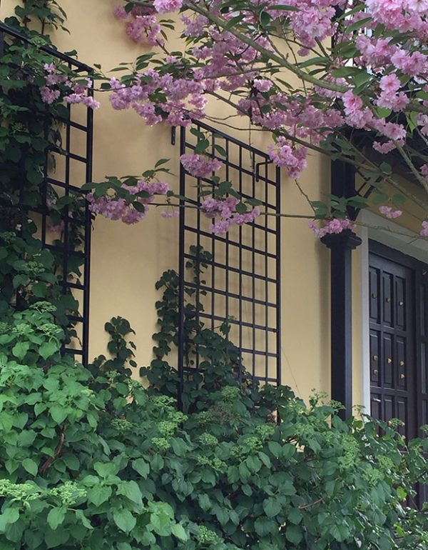 Wall mounted trellis with climbing hydrangea