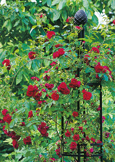 obelisk for roses rose obelisk