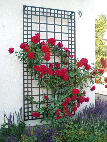 Poundbury Trellis ~ Order Wall Trellis ~ Classic Garden Elements UK