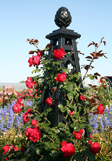 'Malmaison' Metal Pyramid Garden Obelisk: Imperial splendour for roses.