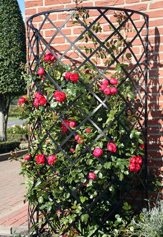 metal trellis