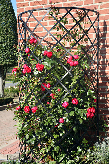 The 'Exedra' Metall Wall Trellis is a unique half-round wall-mounted