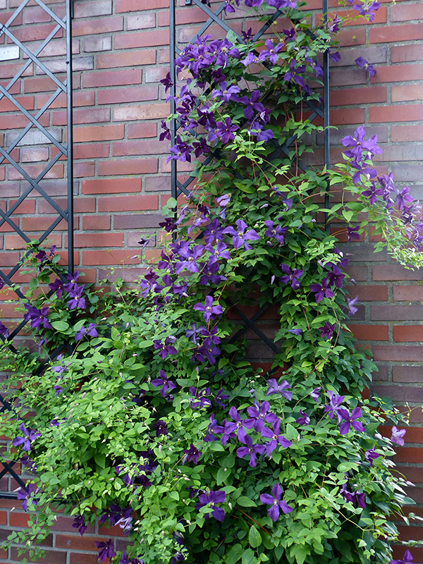 De Rigueur Trellis ~ wrought-iron Wall Trellises ~ Classic Garden Elements