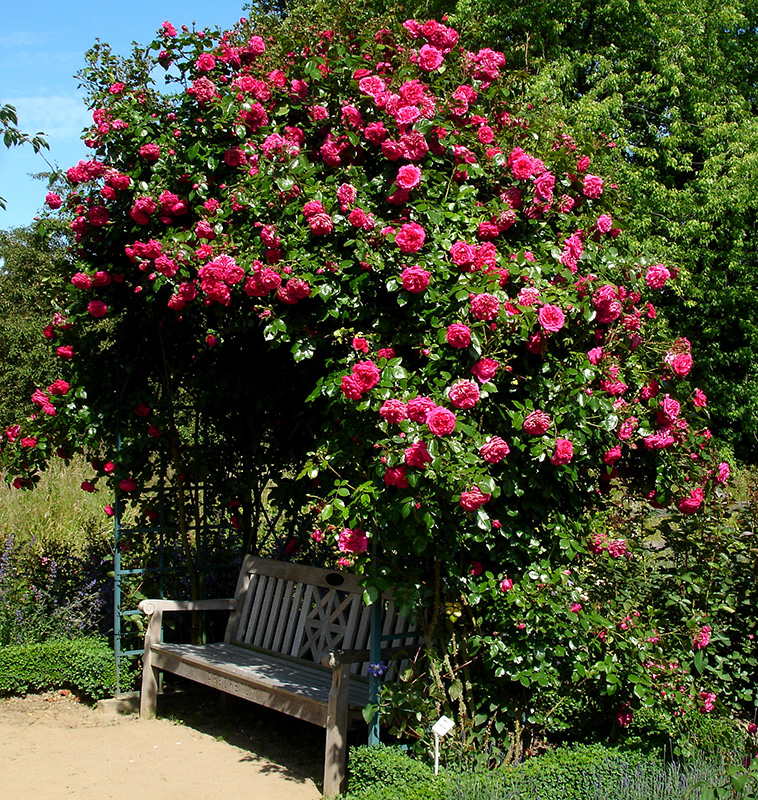 Victorian Rose Arbour Classic Garden Elements UK