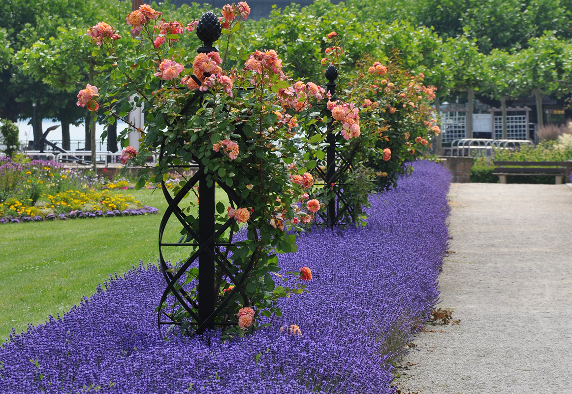 obelisk for climbing roses