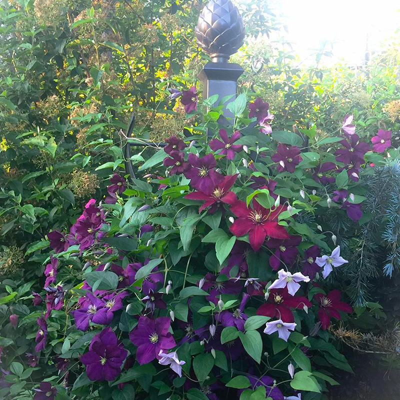 garden trellis charleston with clematis