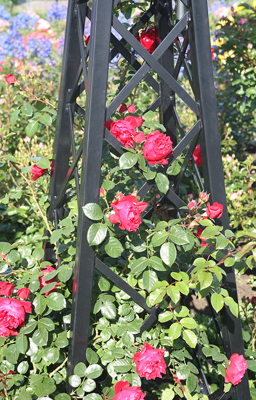 'Malmaison' Metal Pyramid Garden Obelisk: Imperial splendour for roses.