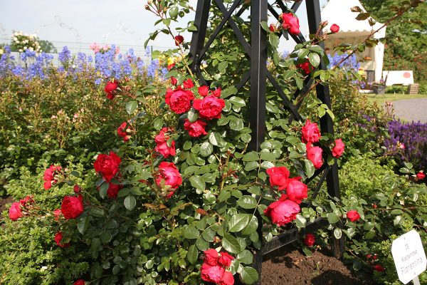 pyramid trellis