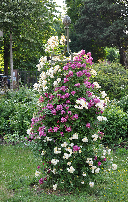 obelisk with climbing roses