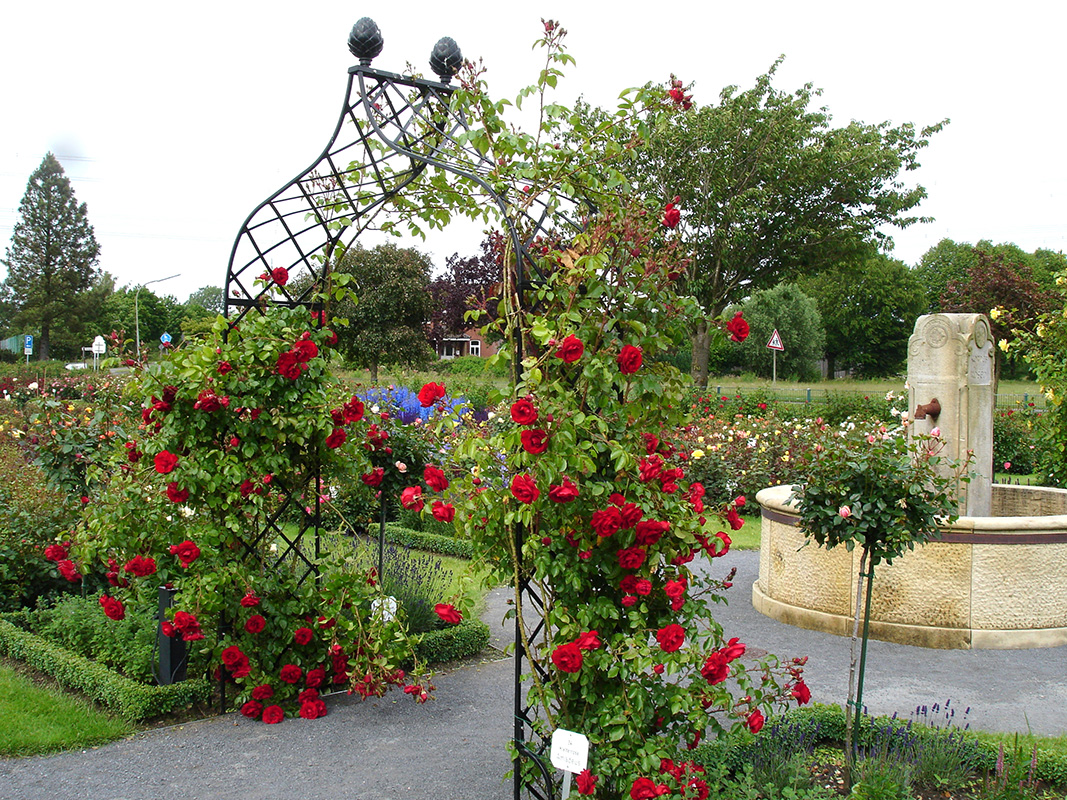 metal garden arch