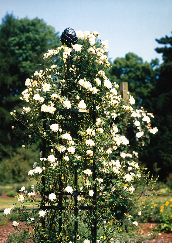 Order robust metal obelisks online ~ Classic Garden Elements UK