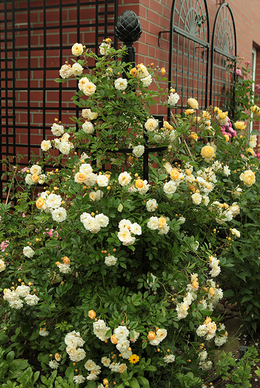 Order robust metal obelisks online Classic Garden Elements UK