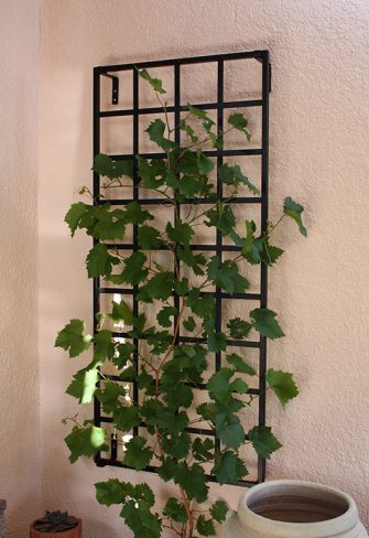 wall mounted iron garden trellis covered with vines