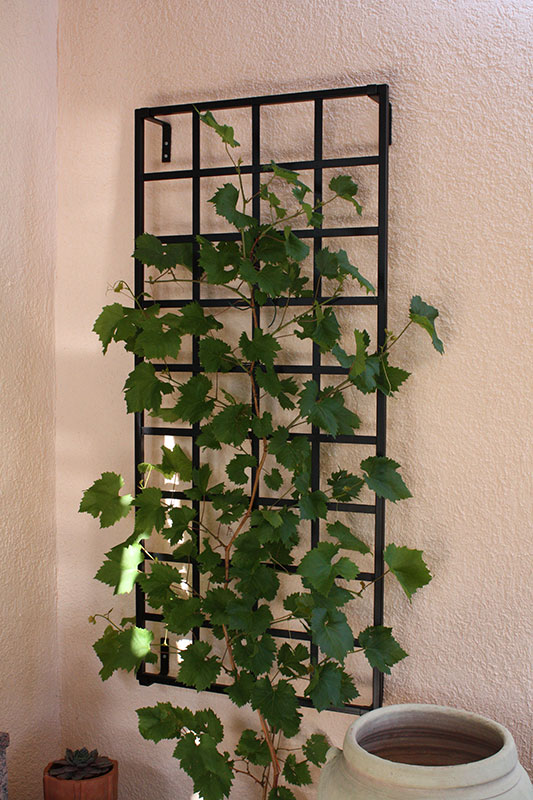 Small Modern  Wall  Trellis  Made of steel Galvanised and 