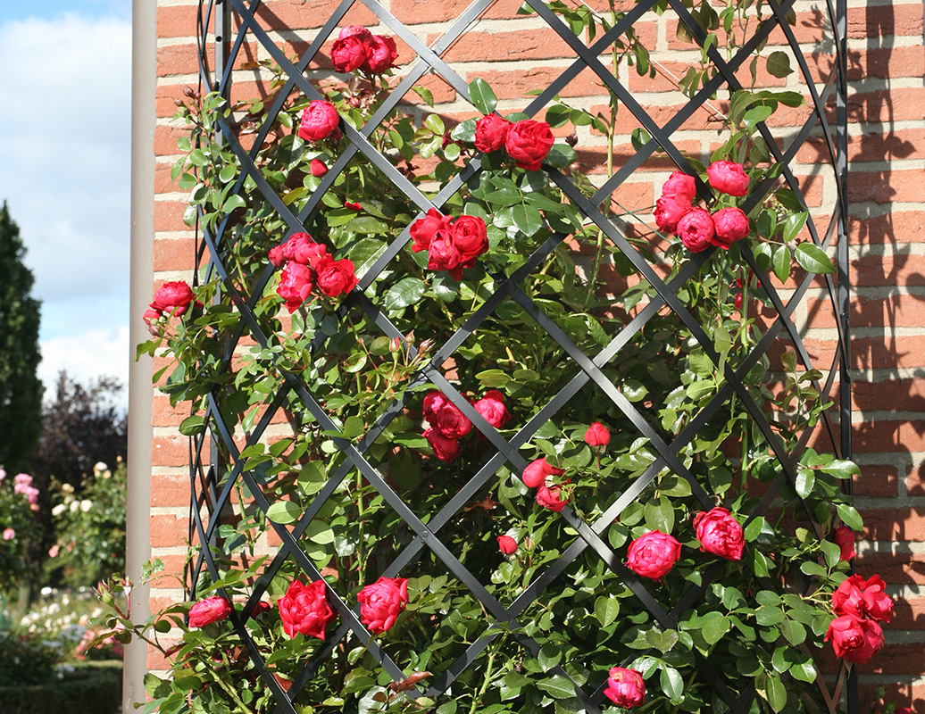 Exedra Halfround Trellis Classic Garden Elements UK