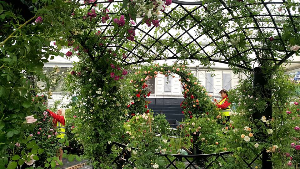 Chelsea Flower Show 2018-Day3-1