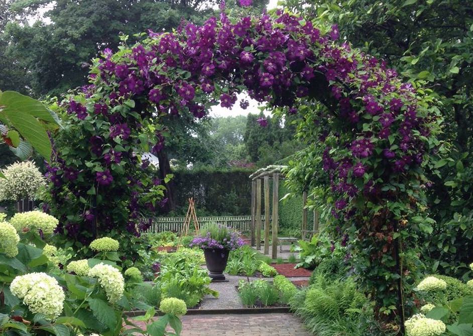 A sturdy metal rose arch bathing in a sea of 'Etoile Violette' clematis