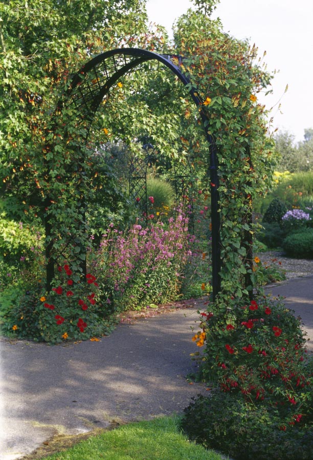 Metal Round Top Garden Arch 'Portofino' Design covered in morning glories