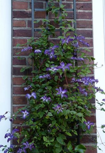 Espalier Metal Garden Trellis - Image 4