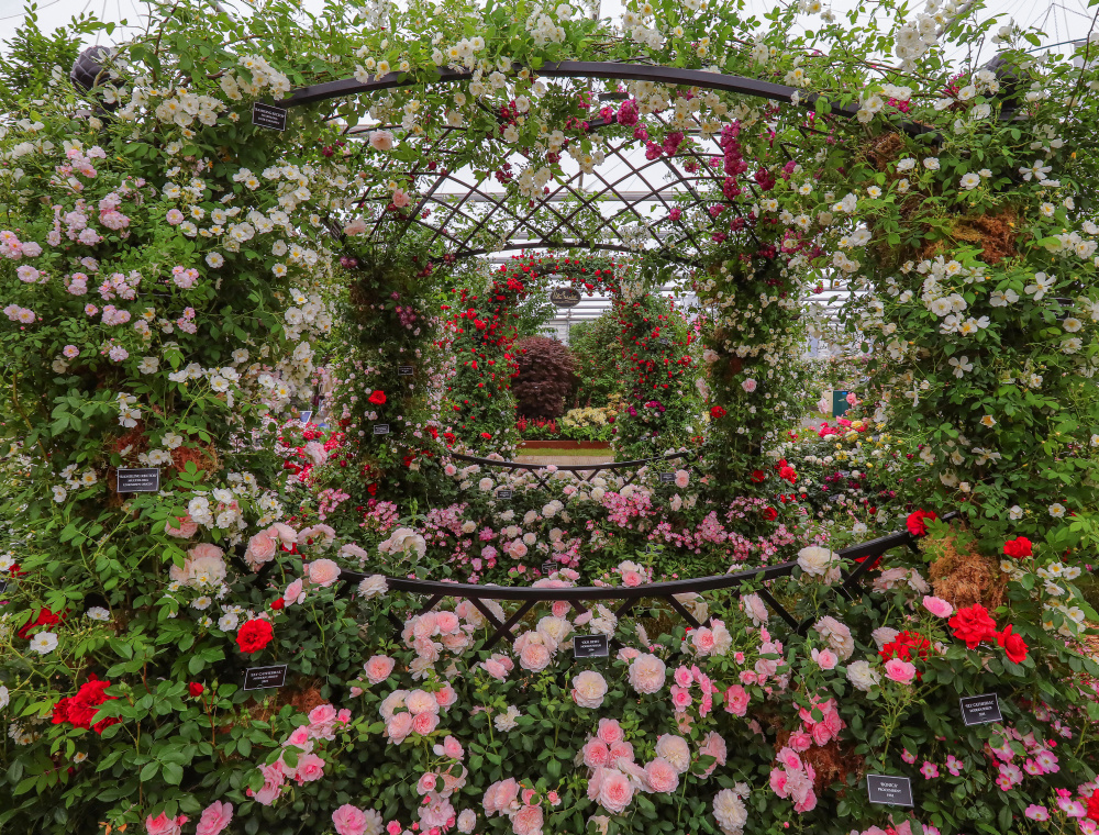 Buscot Park Wedding Gazebo covered in roses