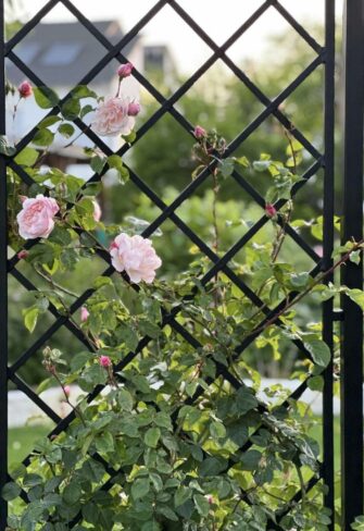 Detail of the Schönbrunn Pavilion Side Trellis with Climbing Rose