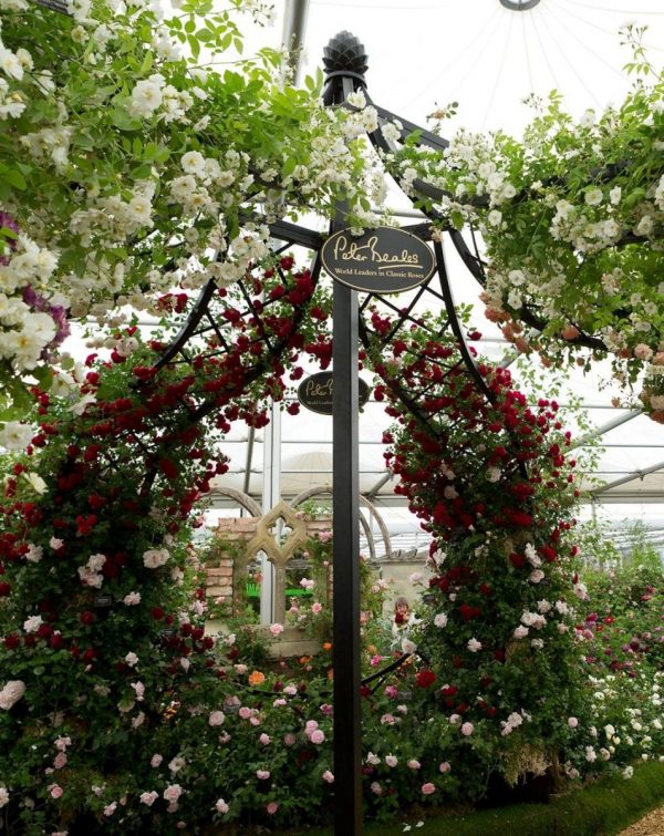The Lyme Park Wedding Gazebo by Classic Garden Elements covered with roses at the Chelsea Flower Show