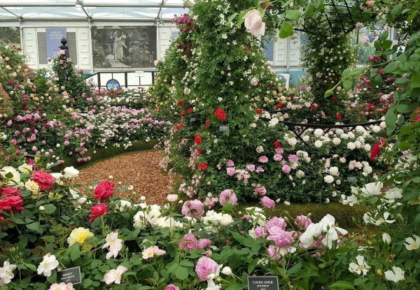 Classic Garden Elements' Buscot Park Wedding Gazebo on the gold-medal-winning Peter Beales Roses stand at Chelsea Flower Show in 2018