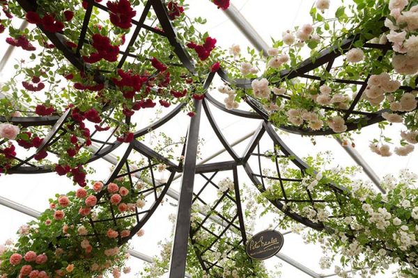 Stunning display of roses on the Lyme Park Wedding Gazebo by Classic Garden Elements