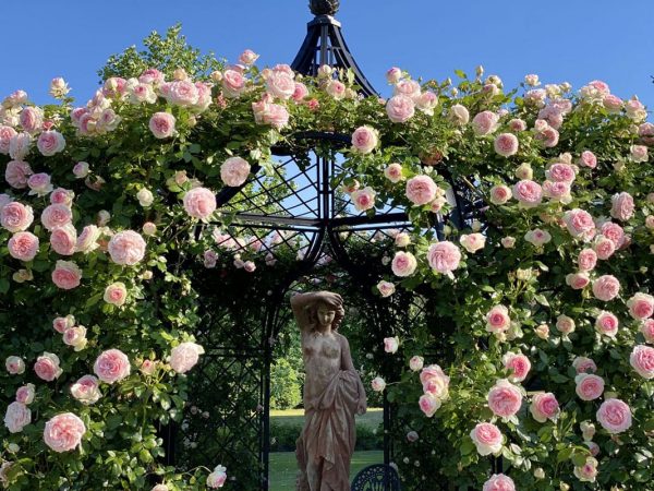 Close-up of roses growing on the Schoenbrunn Wrought-Iron Gazebo by Classic Garden Elements