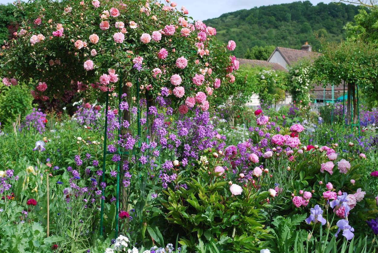 Glorious Weeping Standard Rose supplanted with peonies, dame's rocket and bearded iris in Claude Monet's Garden at Giverny.