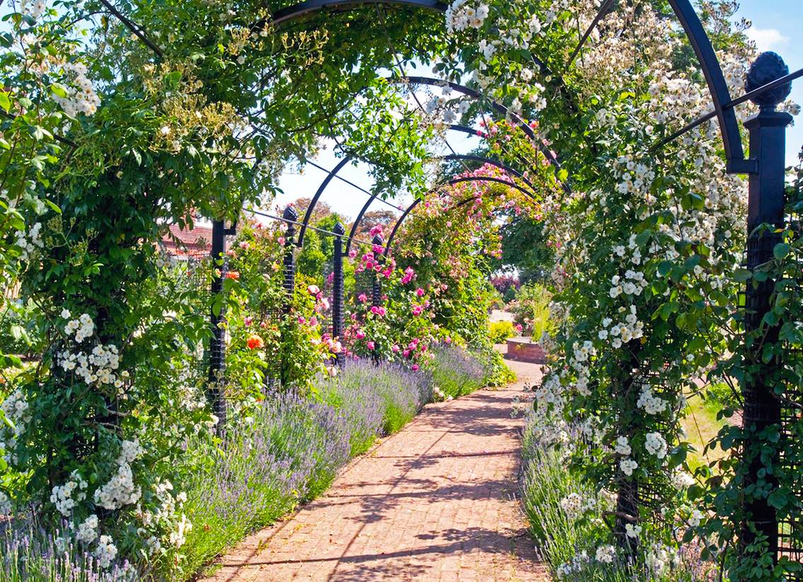 The St. Alban's Pergola by Classic Garden Elements covered in roses