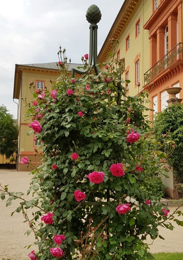 Metal obelisk by Classic Garden Elements in the courtyard garden of Herrnsheim Castle near Worms, covered in climbing rose 'Parade'