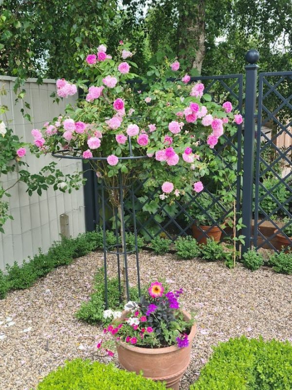 The Giverny Rose Umbrella Support by Classic Garden Elements in a private garden