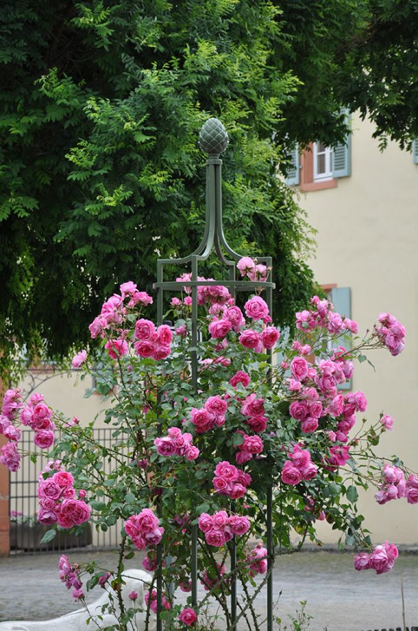 The Garden Obelisk I by Classic Garden Elements with pink roses