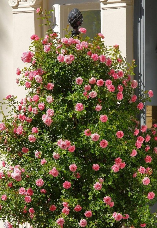 Garden Obelisk I by Classic Garden Elements covered in pink ‘Starlet Eva’ climbing roses