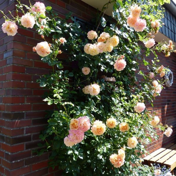 Climbing rose 'Peach Melba' by Kordes growing happily on the Knebworth House Metal Wall Trellis by Classic Garden Elements