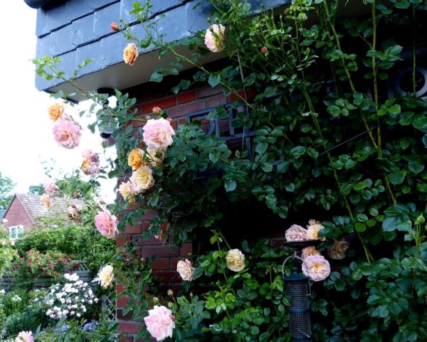 Close-up of climbing rose 'Peach Melba' by Kordes growing happily on the Knebworth House Metal Wall Trellis by Classic Garden Elements