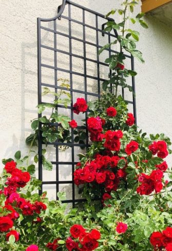 The Wollaton Metal Wall Trellis by Classic Garden Elements providing growing support to climbing rose 'Flame Dance'