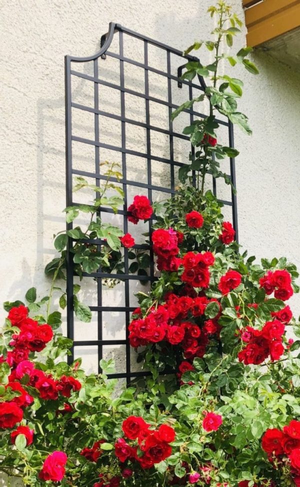 The Wollaton Metal Wall Trellis by Classic Garden Elements providing growing support to climbing rose 'Flame Dance'