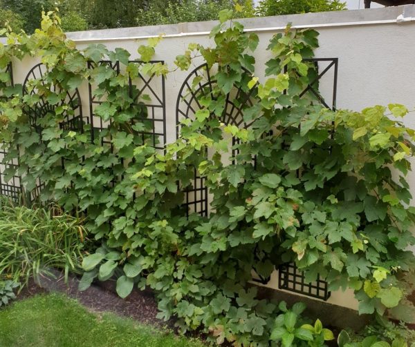 The Croome Treillage Panel Set by Classic Garden Elements covered in grapevines