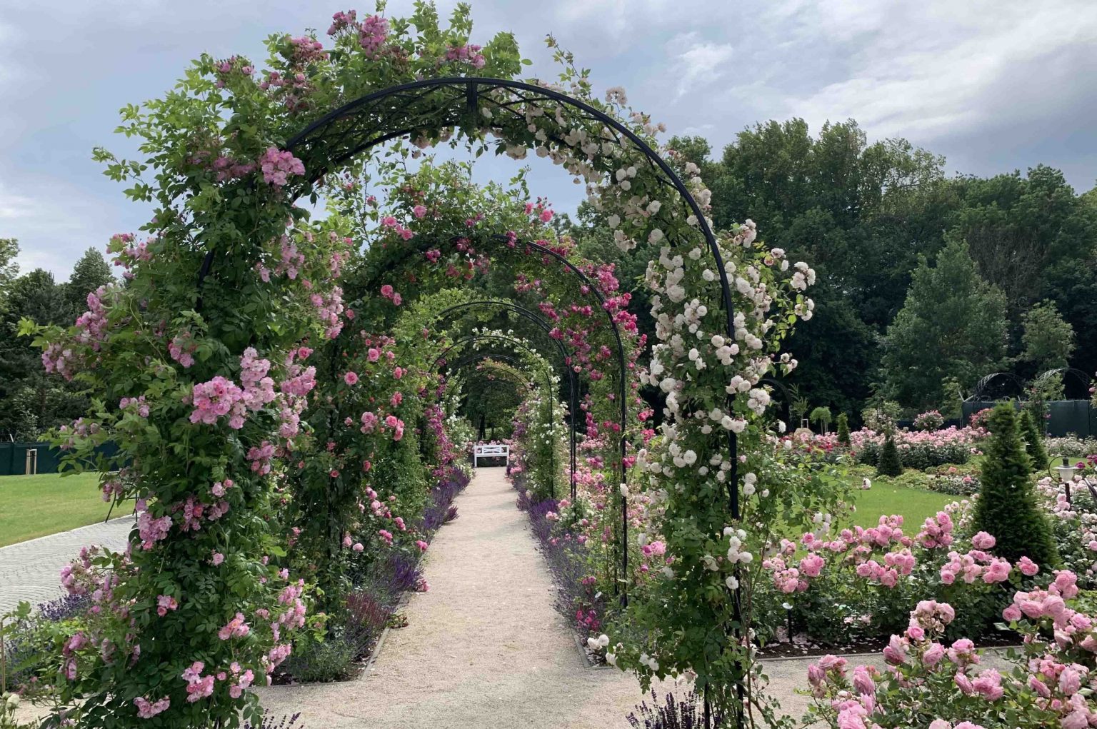 Classic Garden Elements rose arches at the Dolná Krupá rosarium in Slovakia covered in pink and white roses