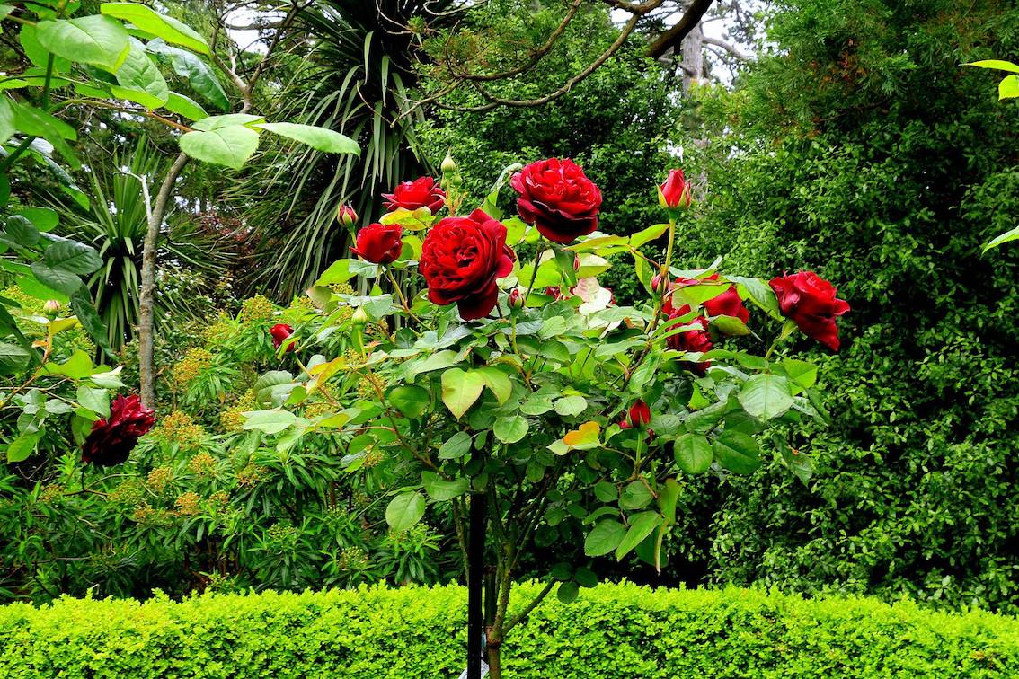 Red roses growing happily with the support of a Jules Gravereaux Garden Stake