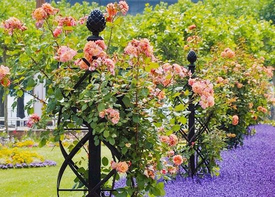 Charleston Rose Obelisks by Classic Garden Elements with roses and lavender