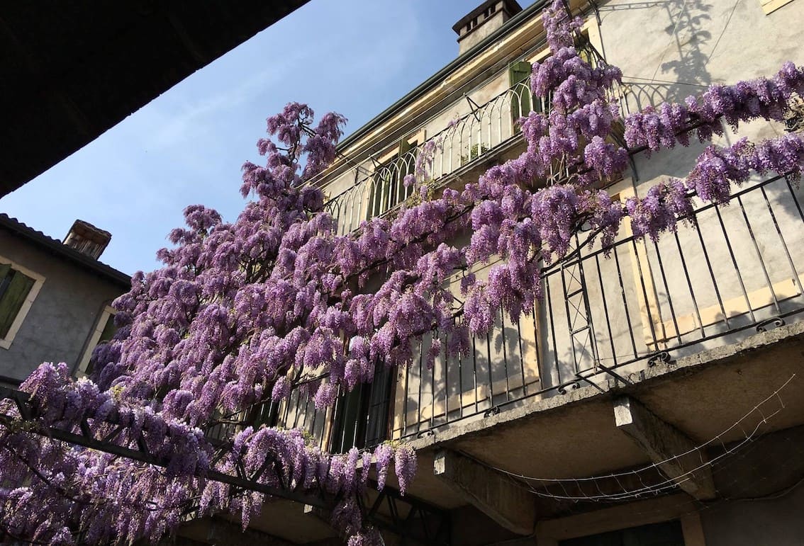 Wisteria-mit-Balkongelaender-in-Soave