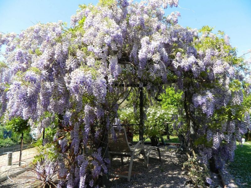 Sturdy metal pergolas and other kinds of metal growing support for wisteria
